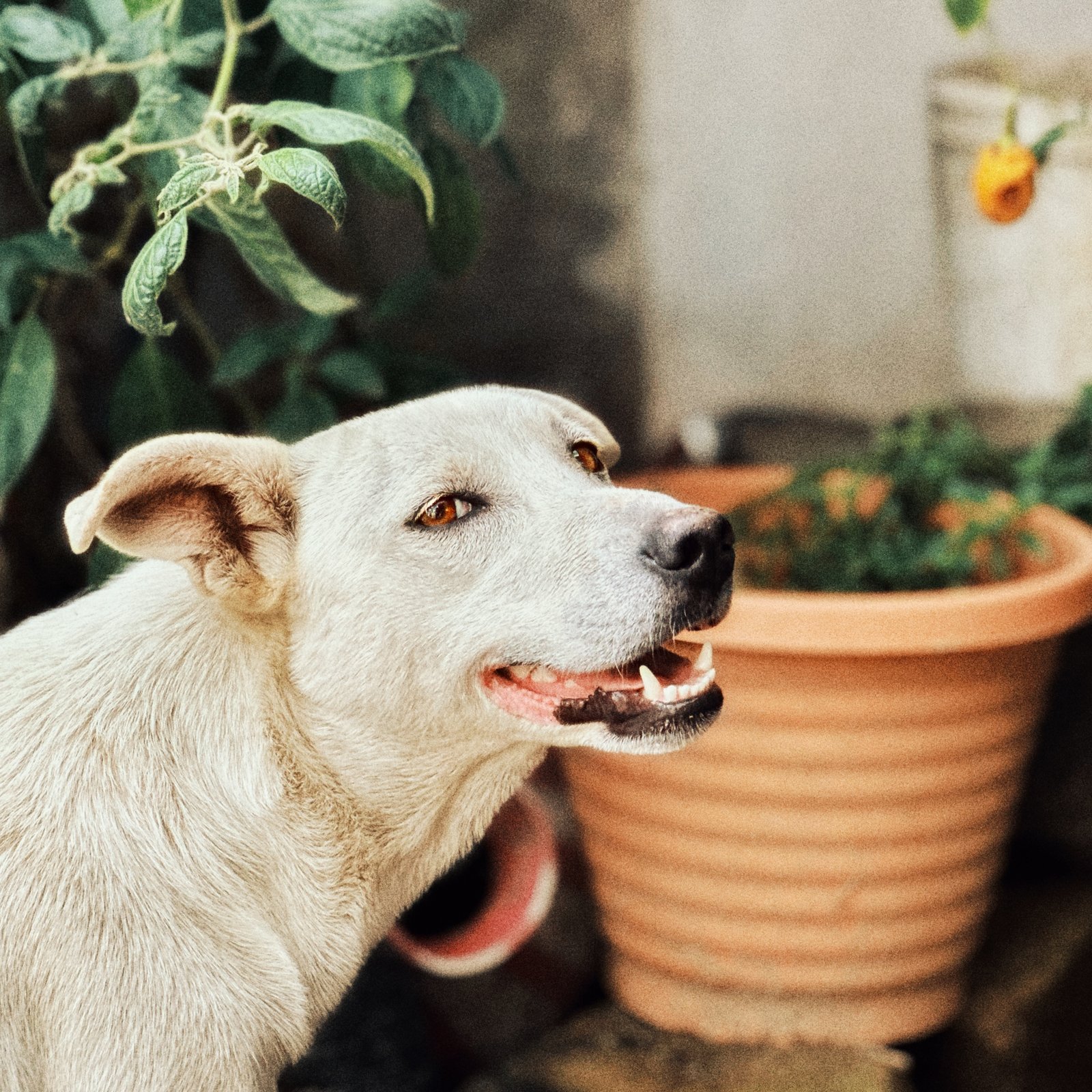 Photograph by Meghna Rickabaugh Rich — Animalia