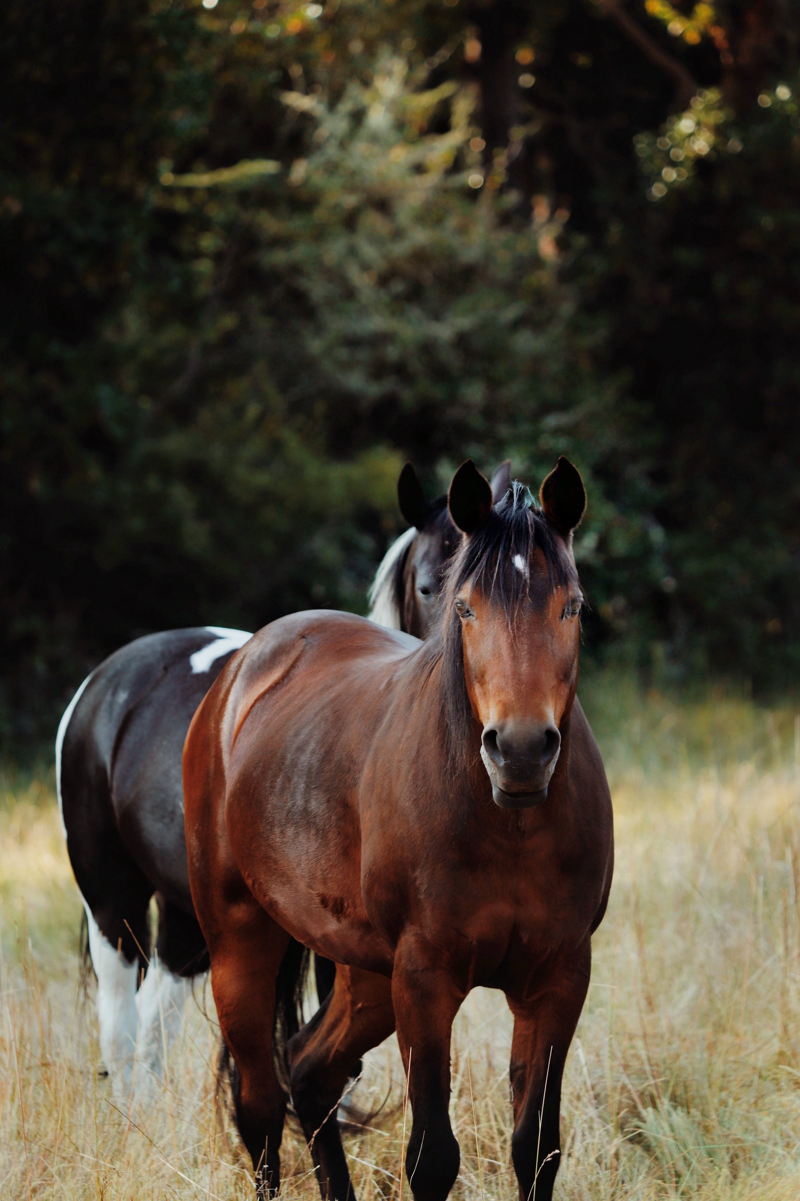 Photograph by Meghna Rickabaugh Rich — Animalia