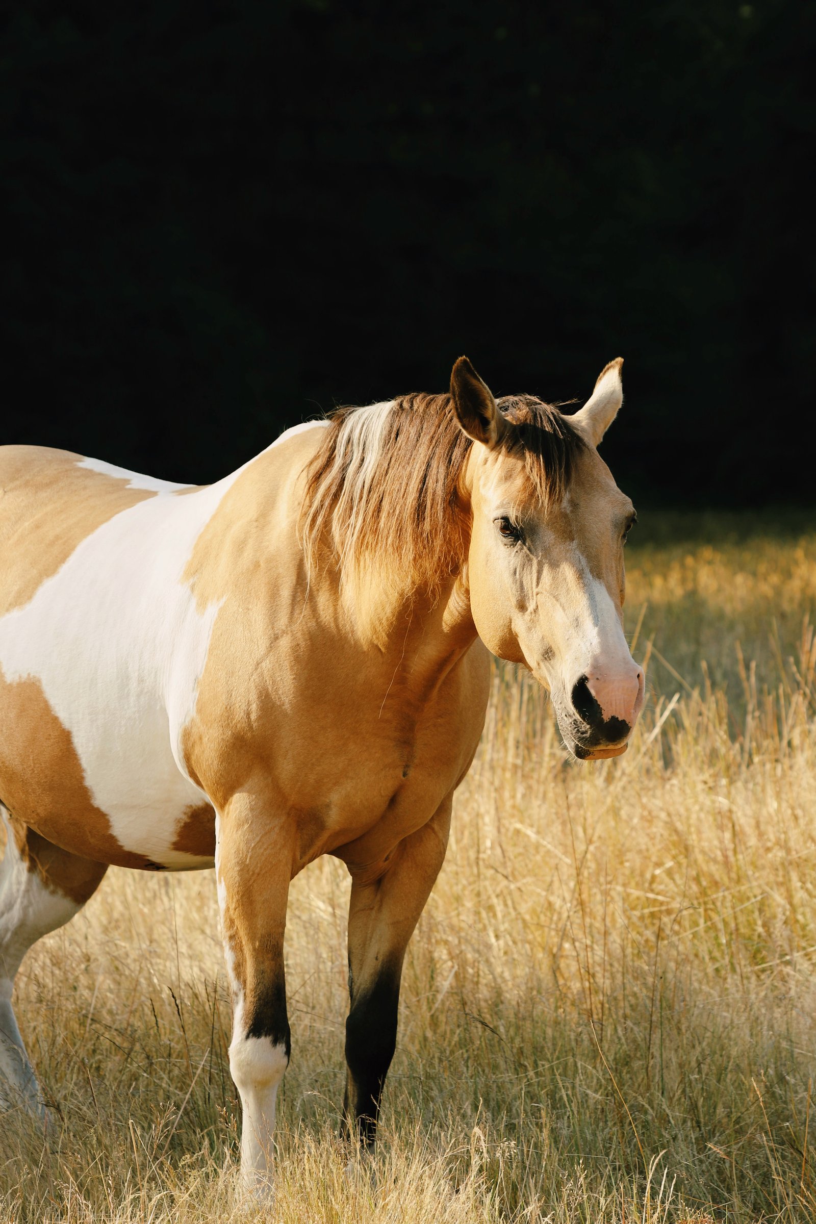 Photograph by Meghna Rickabaugh Rich — Animalia