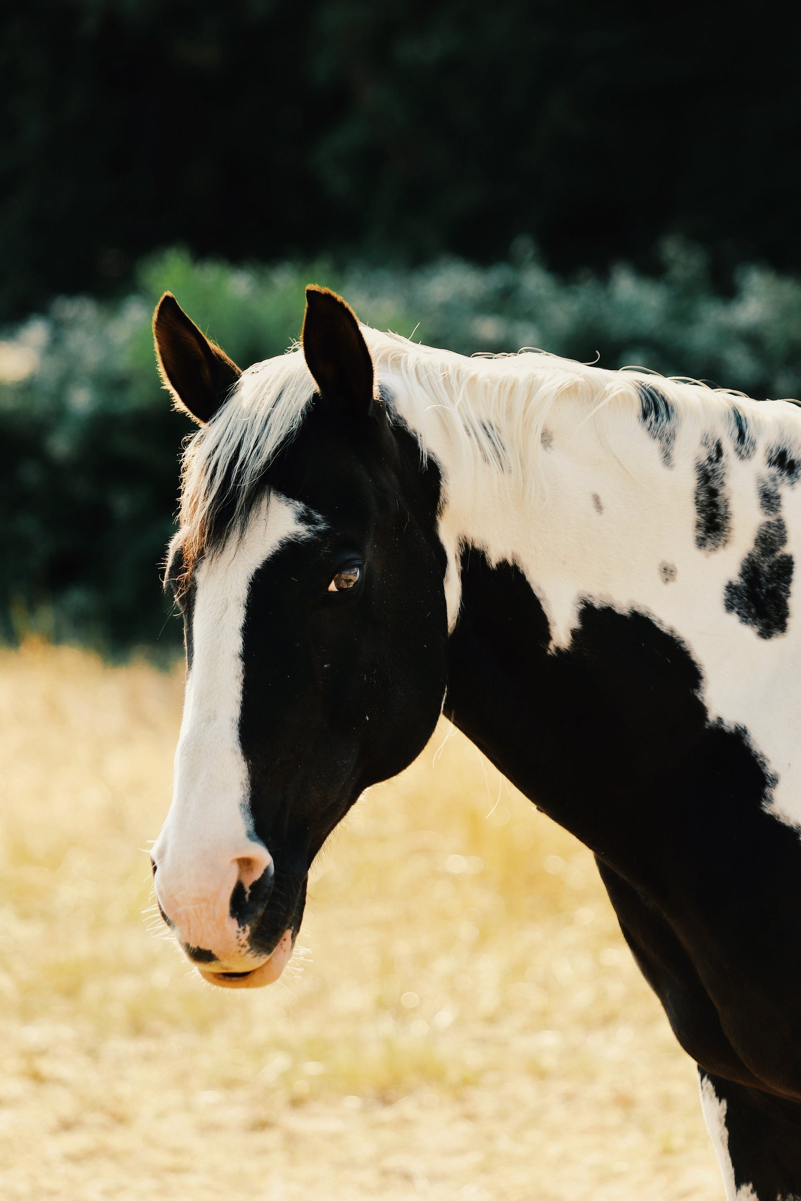 Photograph by Meghna Rickabaugh Rich — Animalia