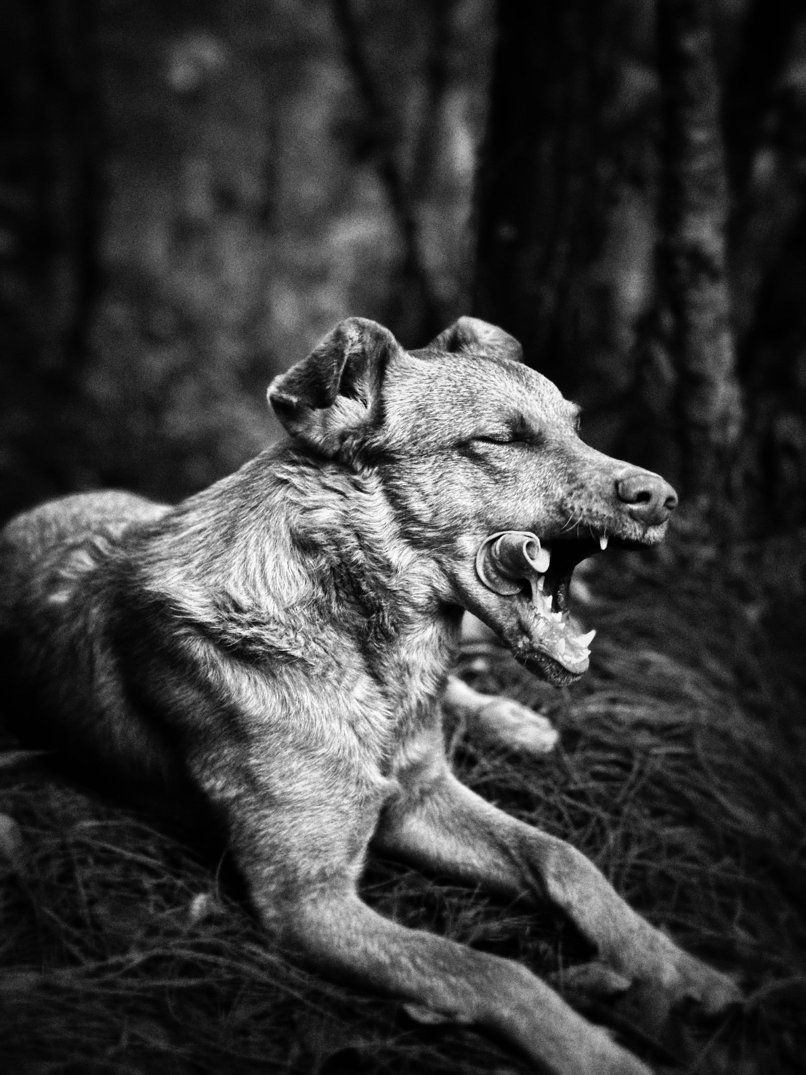Photograph by Meghna Rickabaugh Rich — Animalia