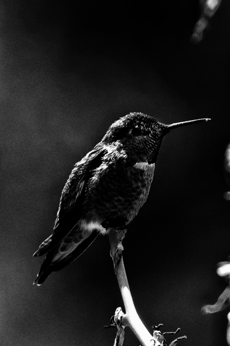 Photograph by Meghna Rickabaugh Rich — Animalia