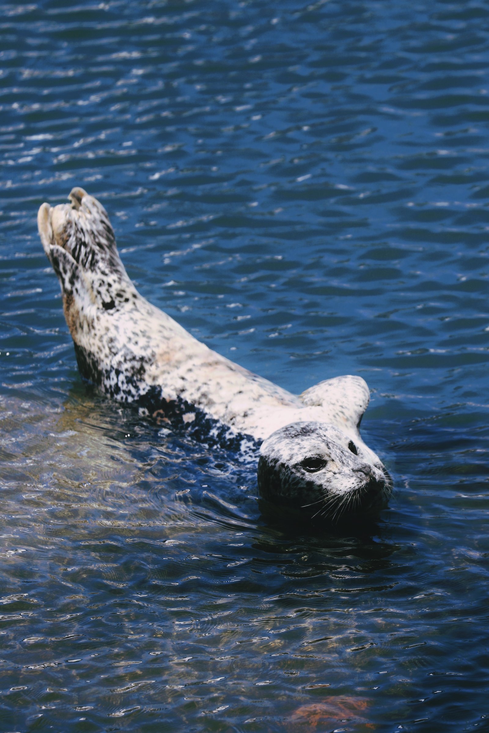 Photograph by Meghna Rickabaugh Rich — Animalia