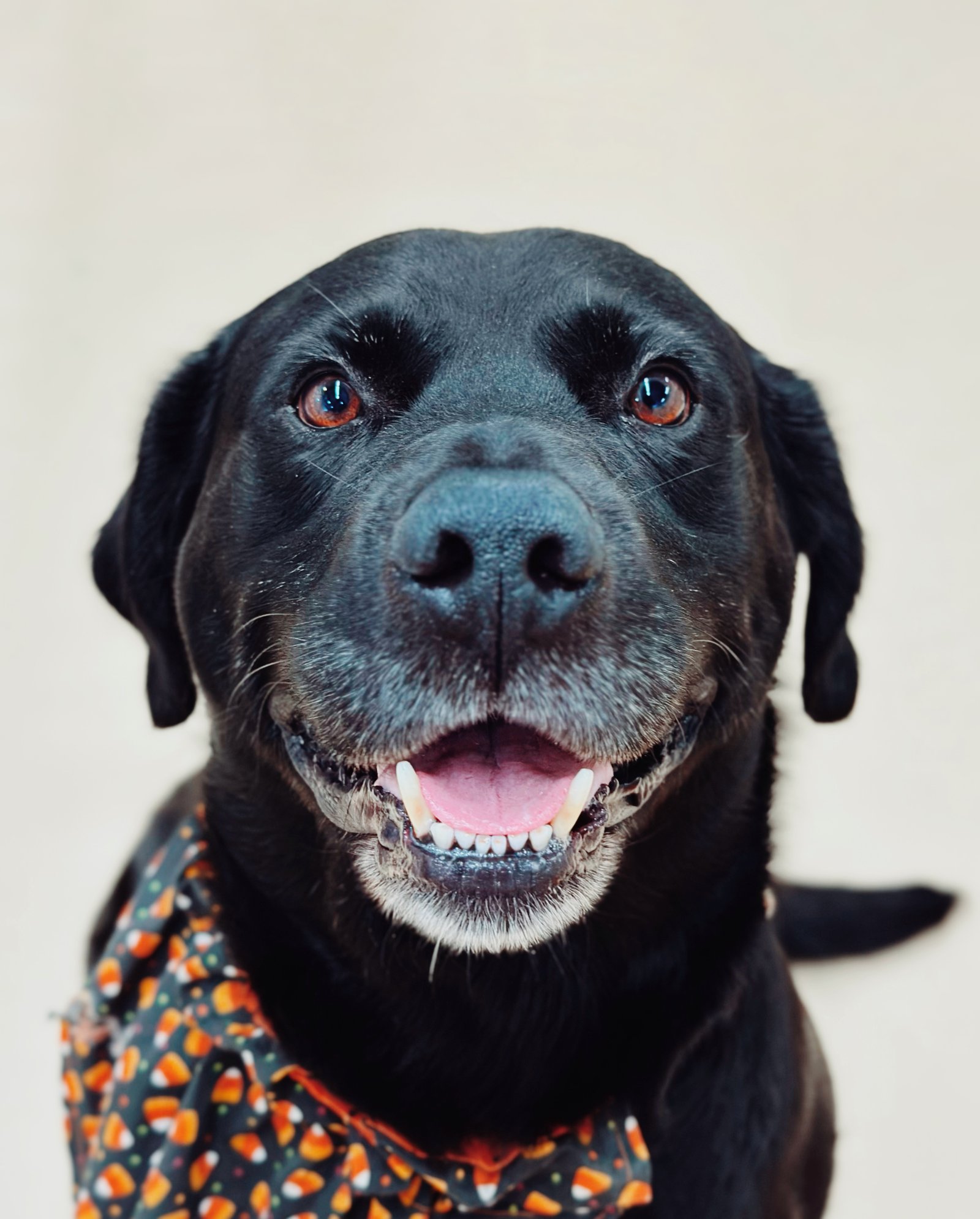 Photograph by Meghna Rickabaugh Rich — Animalia