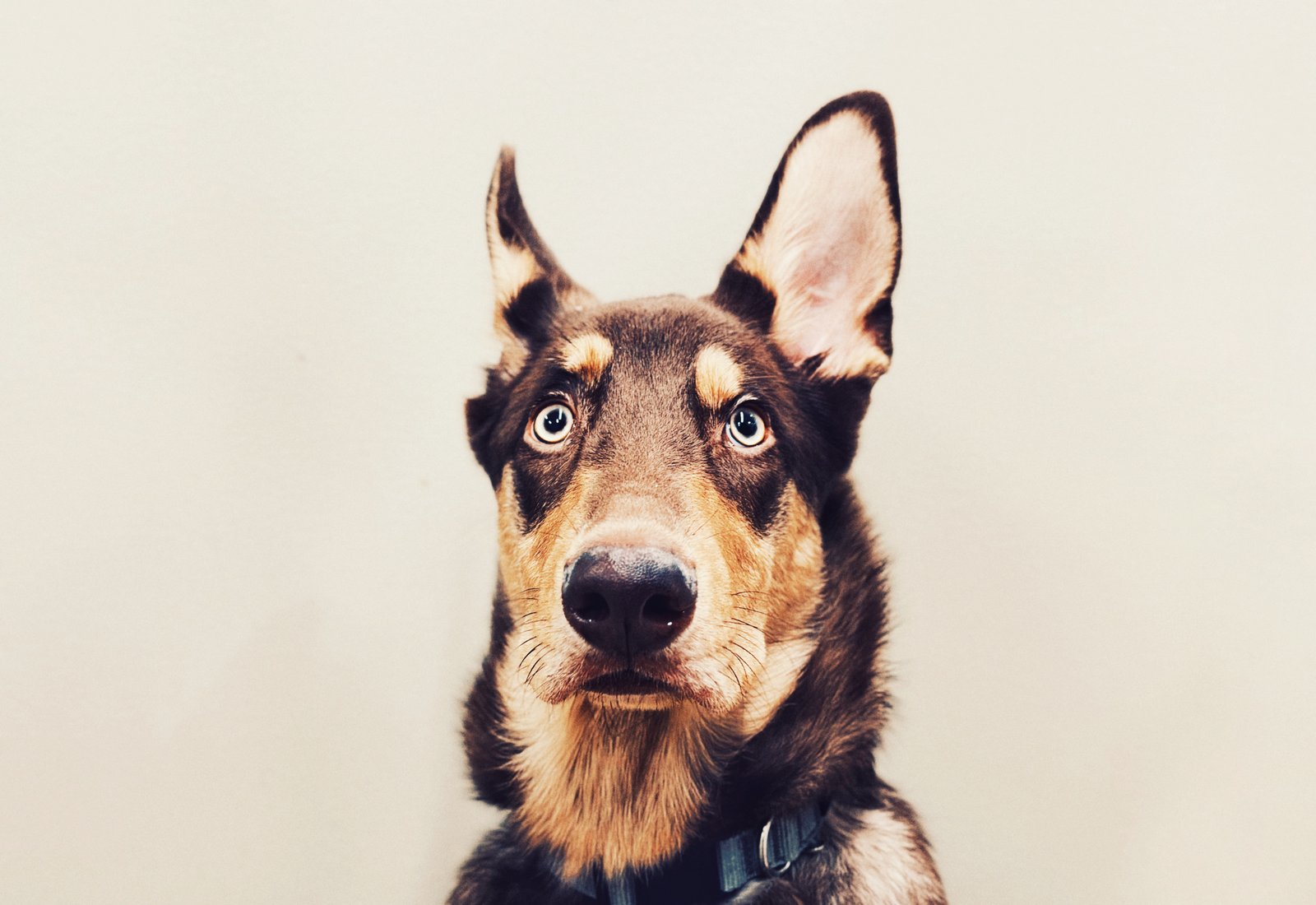 Photograph by Meghna Rickabaugh Rich — Animalia