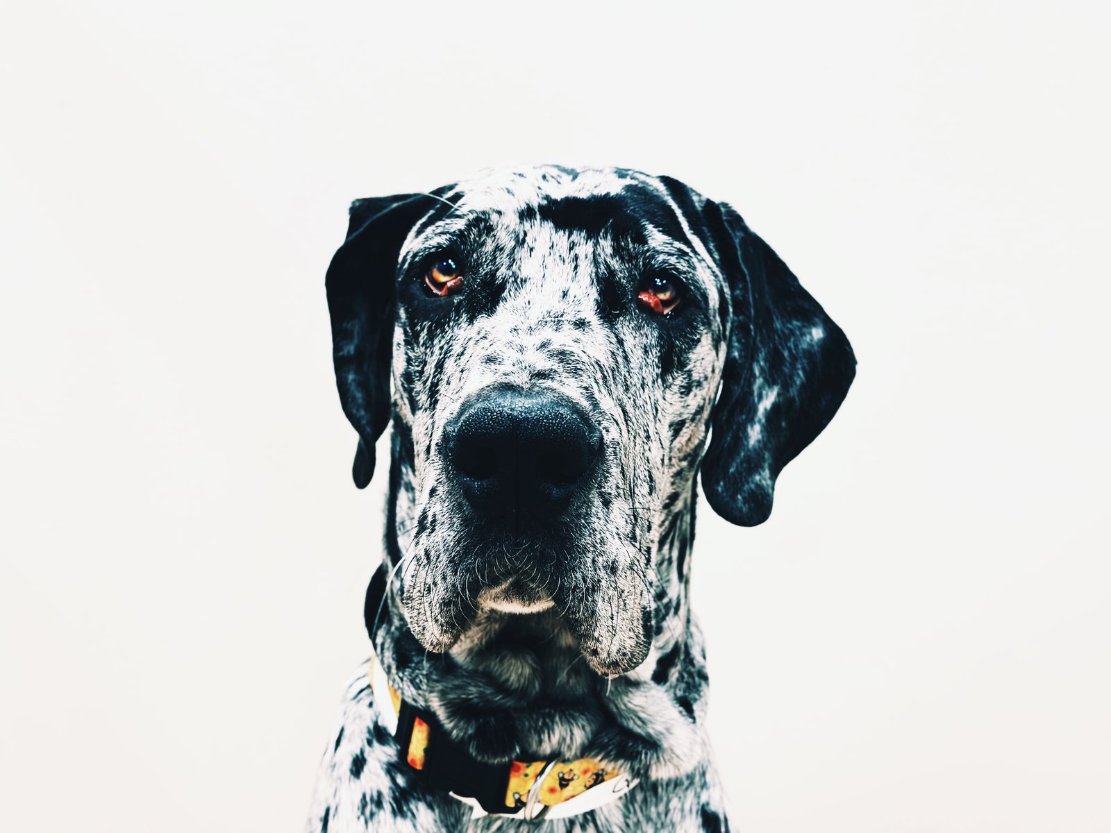 Photograph by Meghna Rickabaugh Rich — Animalia