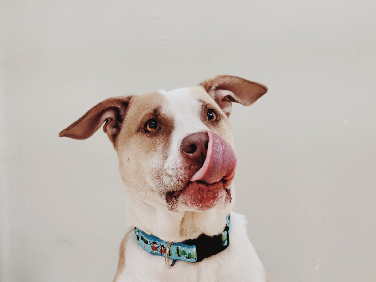 Photograph by Meghna Rickabaugh Rich — Animalia