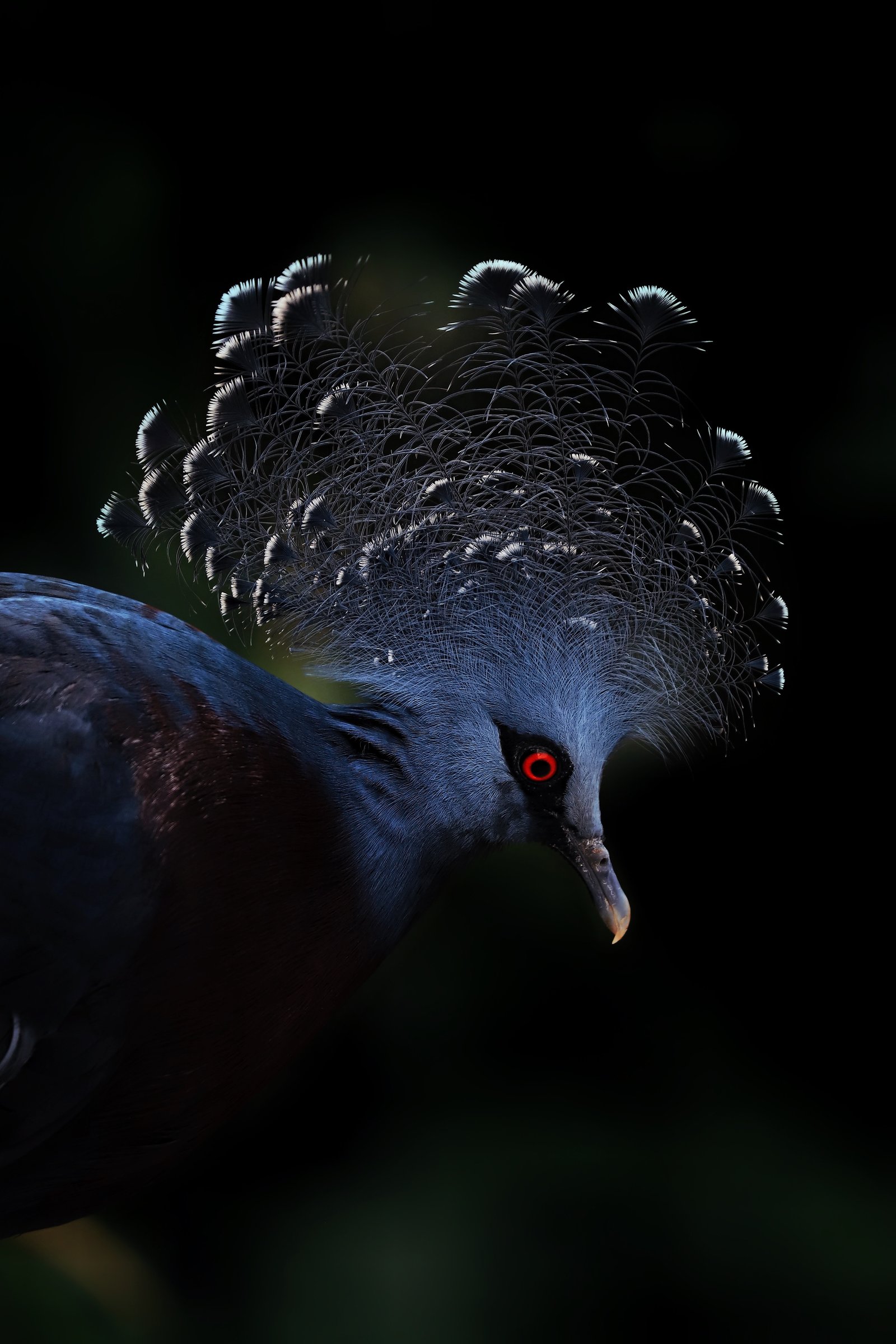Photograph by Meghna Rickabaugh Rich — Animalia