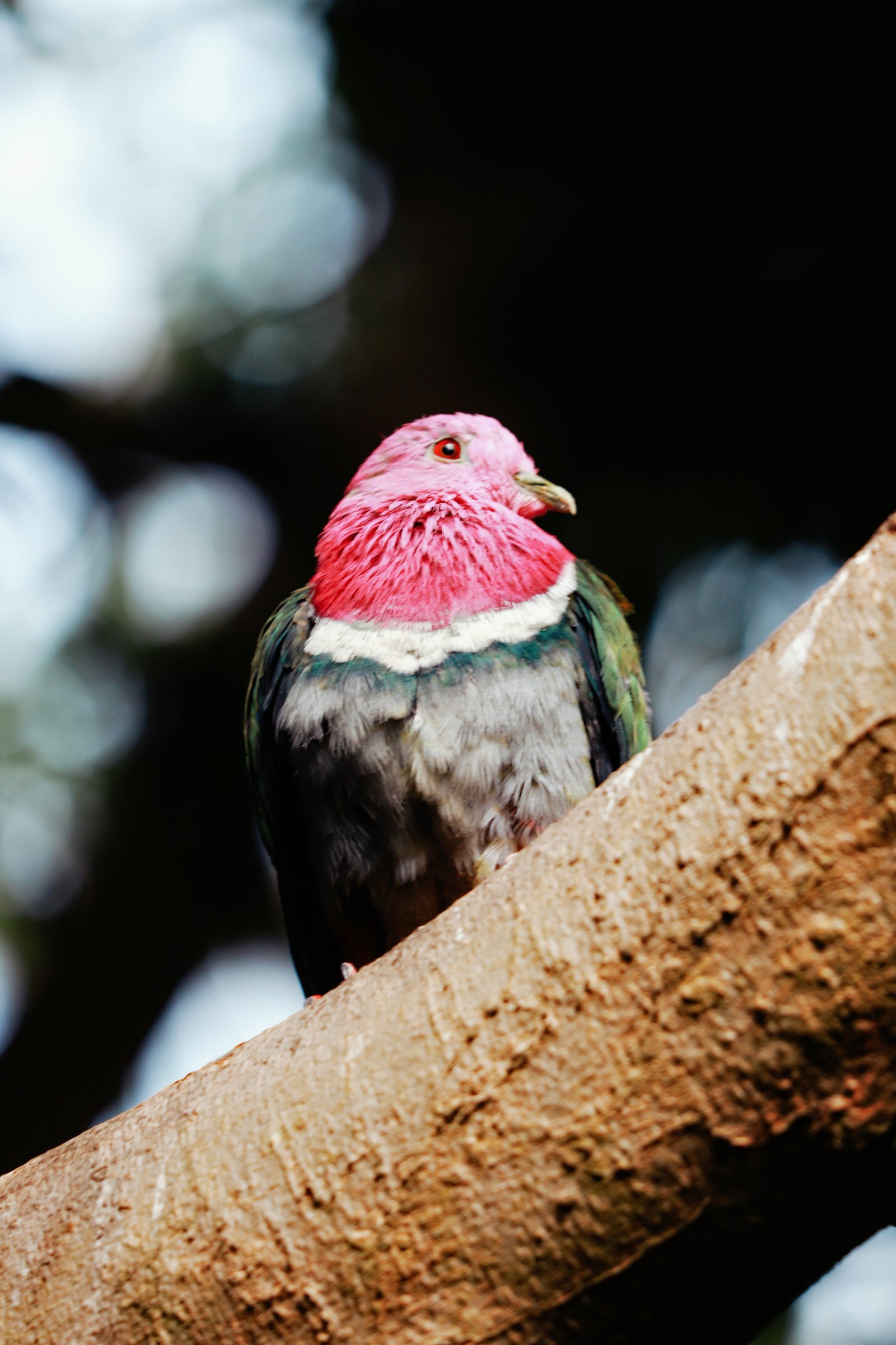 Photograph by Meghna Rickabaugh Rich — Animalia