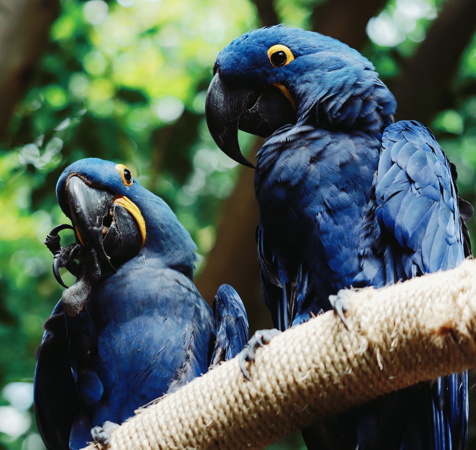 Photograph by Meghna Rickabaugh Rich — Animalia