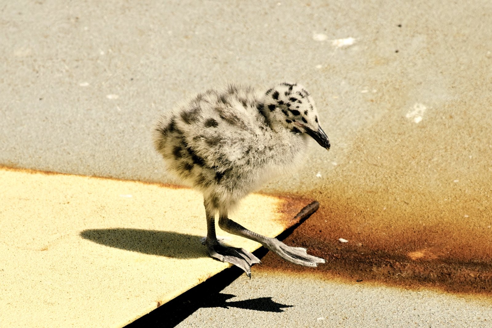 Photograph by Meghna Rickabaugh Rich — Animalia