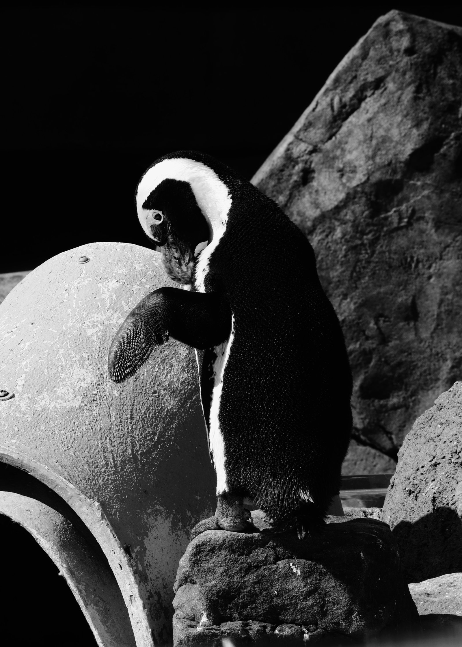 Photograph by Meghna Rickabaugh Rich — Animalia