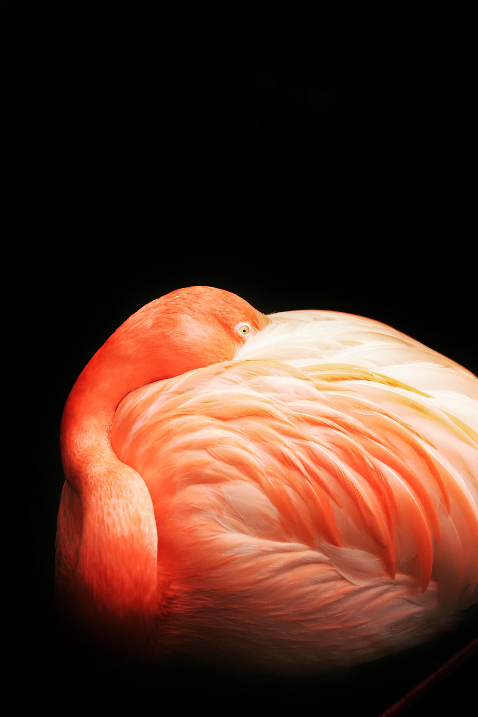 Photograph by Meghna Rickabaugh Rich — Animalia