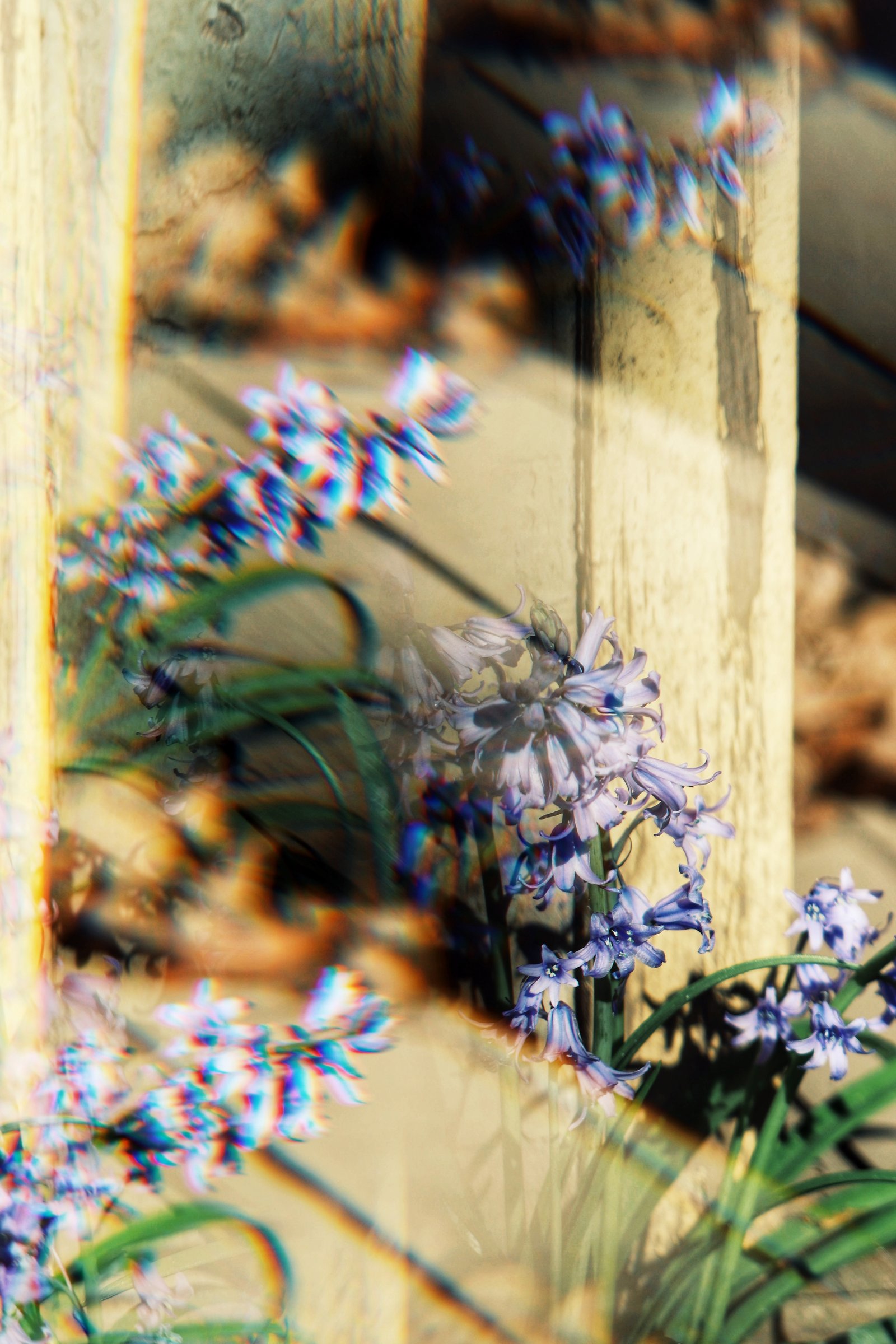 Photograph by Meghna Rickabaugh Rich — Flowers