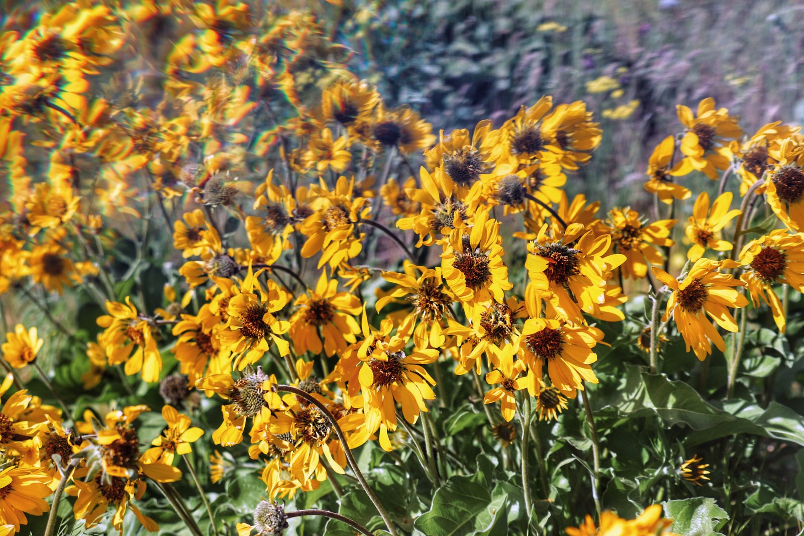 Photograph by Meghna Rickabaugh Rich — Flowers