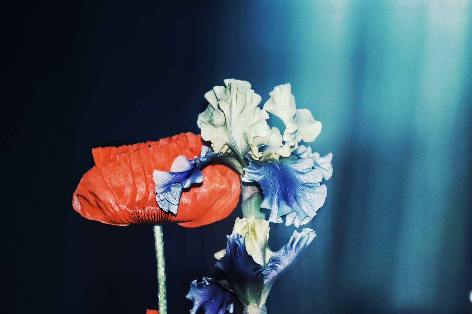 Photograph by Meghna Rickabaugh Rich — Flowers