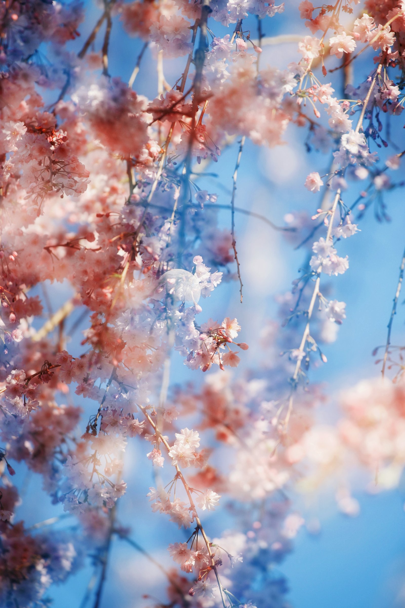 Photograph by Meghna Rickabaugh Rich — Flowers