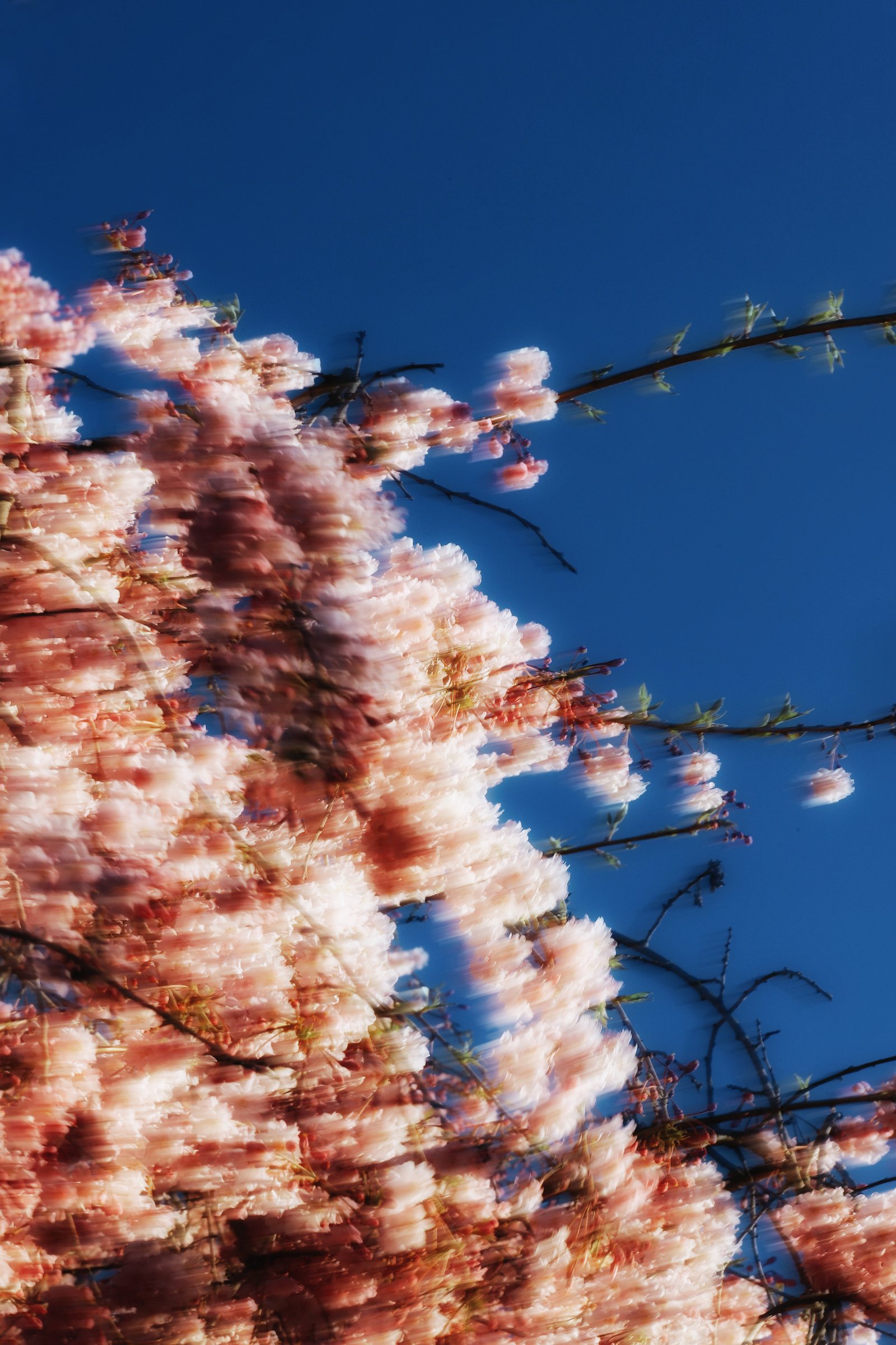 Photograph by Meghna Rickabaugh Rich — Flowers