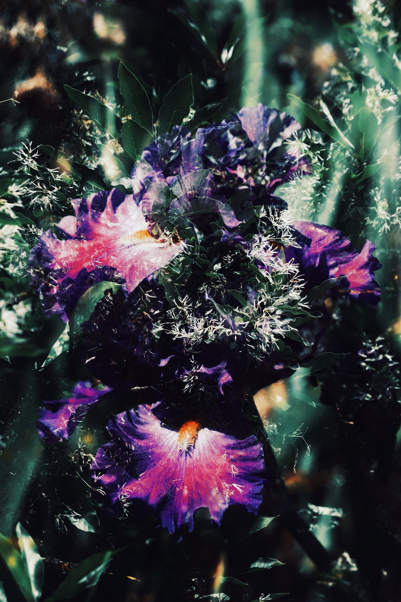 Photograph by Meghna Rickabaugh Rich — Flowers