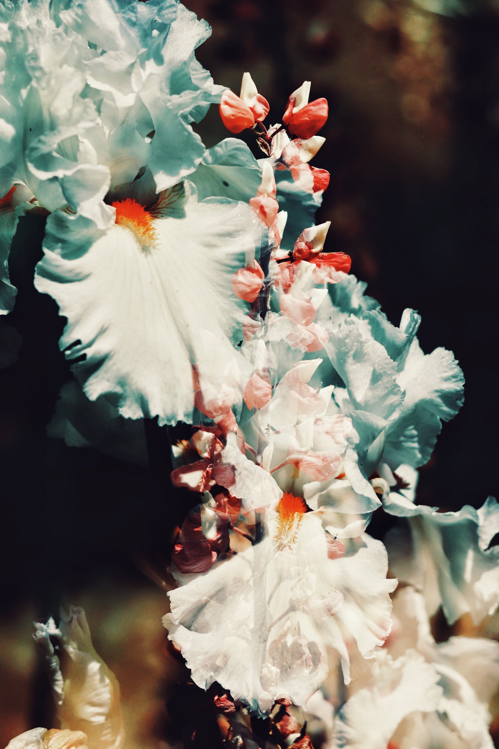 Photograph by Meghna Rickabaugh Rich — Flowers