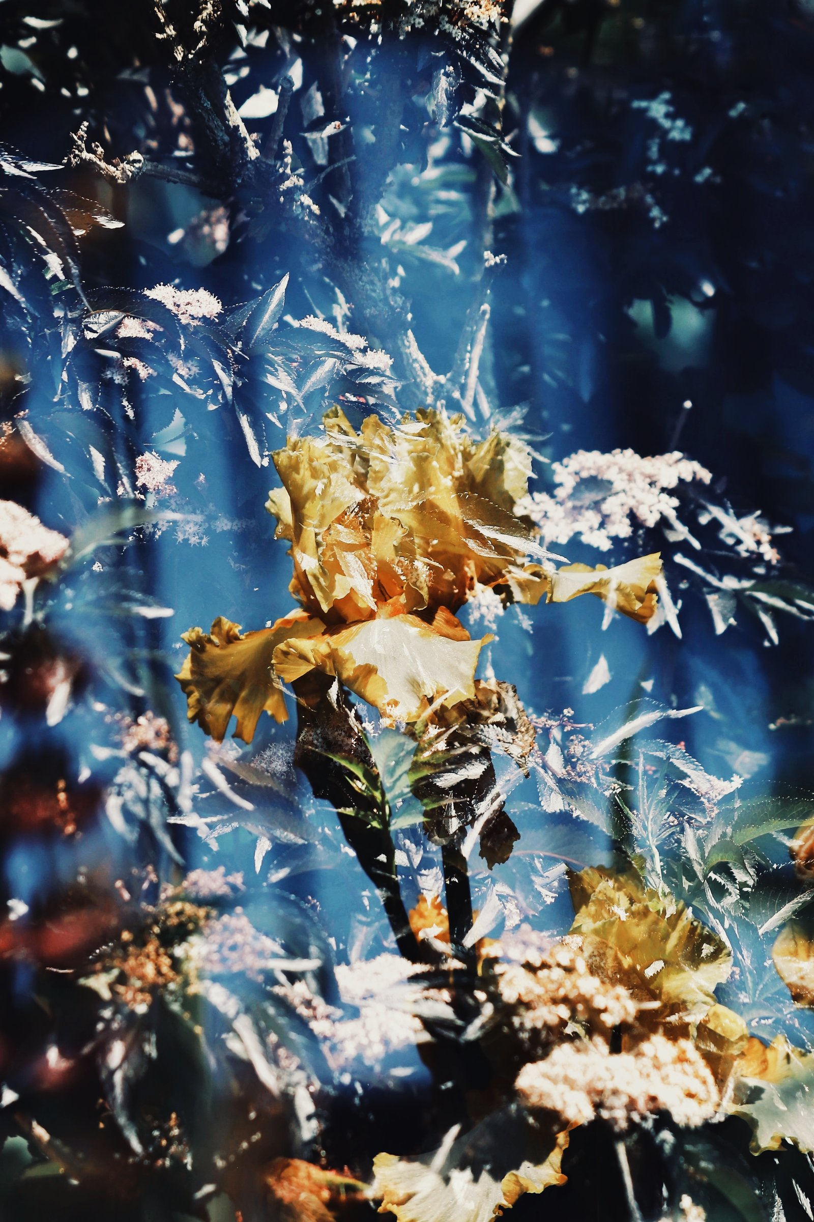 Photograph by Meghna Rickabaugh Rich — Flowers
