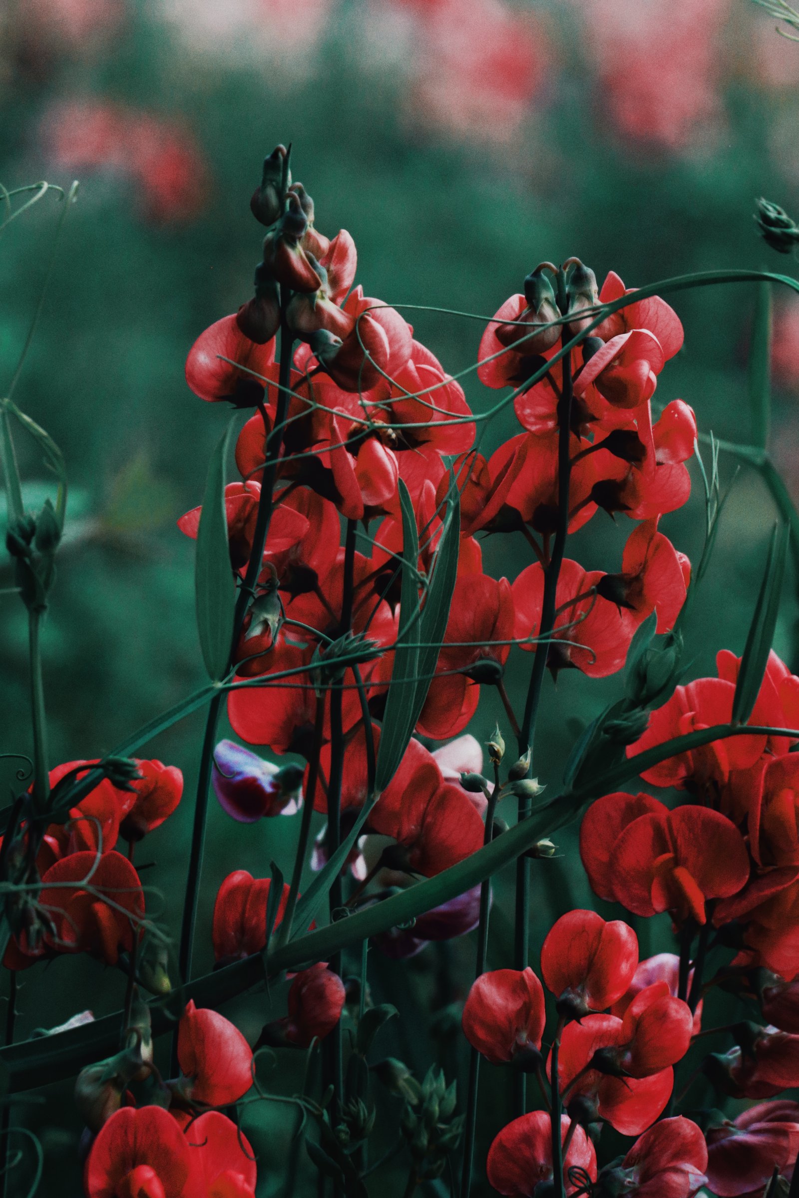 Photograph by Meghna Rickabaugh Rich — Flowers
